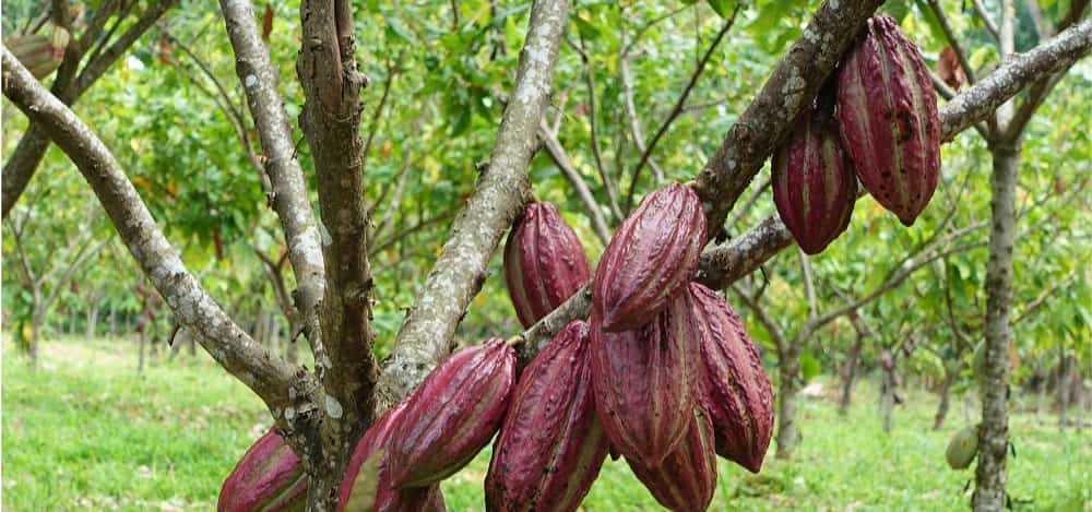 SAVOY celebra 85 años sembrando el futuro del cacao venezolano con la entrega más de 85.000 plantas y árboles